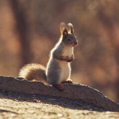 Cute little forest squirrel in the autumn forest