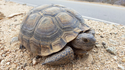 Fototapeta premium Desert Tortoise Close-up