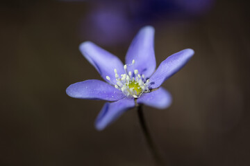 Oregon anemone or western wood anemone close up. Nature at its finest