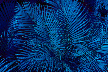 Night tropical jungle background. Palm leaves in tropical Jungle