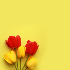 Red and yellow tulips on a yellow background