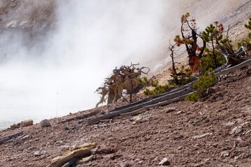 snarled trees on sandy coastline of foggy river