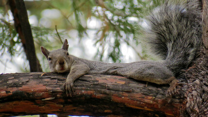 Eastern Gray Squirrel Resting