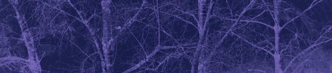 abstract black and violet colors background for design