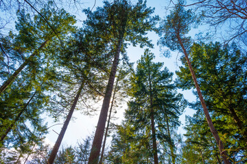 Sunlit pines in a colorful forest in bright sunlight in springtime, Baarn, Lage Vuursche, Utrecht, The Netherlands, April 17, 2021