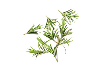 Rosemary herb isolated on white background.