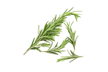 Fototapeta premium Rosemary herb isolated on white background.