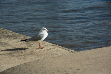 seagull on concrete wall