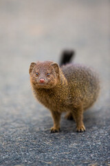 Slender Mongoose running along a tarred road