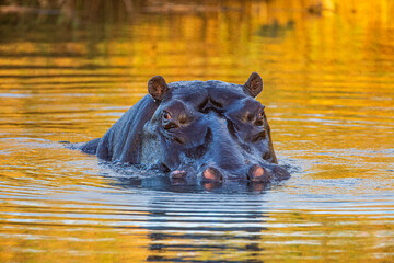 Fototapeta premium Surfacing Hippo in a waterhole in Africa