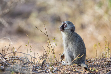 Young Vervet Monkey looking up into the branches