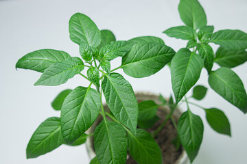 Green plant on a white background. Indoor plant. Young plant in flower pot