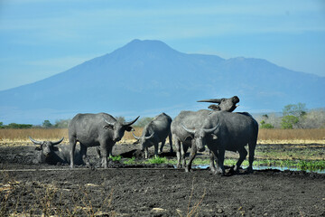 The water buffalo (Bubalus bubalis) or domestic buffalo is a large bovid native to the Indian subcontinent, Southeast Asia and China. This animal is bathing in a mud pool in Baluran National Park