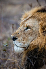 Old male lion relaxing in the grasslands