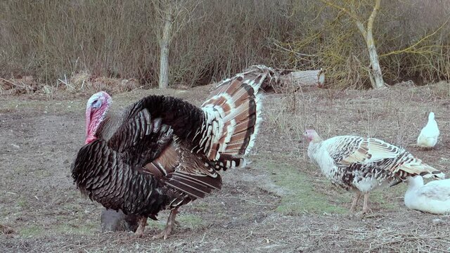 Pets walk on the grass and make sounds. Males of turkey with a pompous appearance go and make sounds.