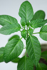 Green plant on a white background. Indoor plant. Young plant in flower pot