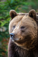 Eurasian Grizzly bear walks around in the forests of Europe