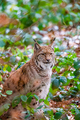 Eurasian Lynx walks around in the forests of Europe