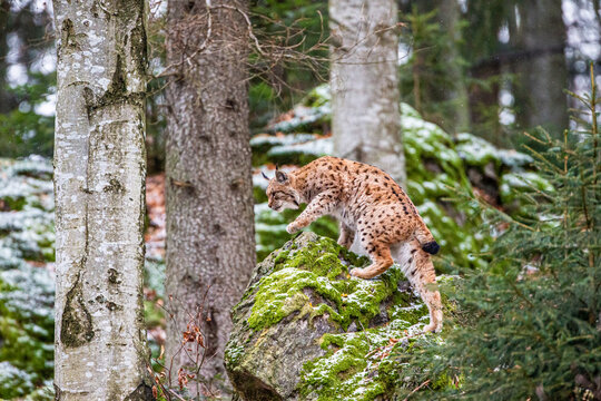 Eurasian Lynx walks around in the forests of Europe