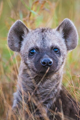 Young hyena sitting in the long grass