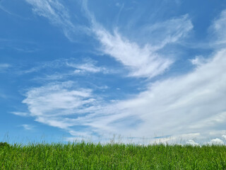 Fototapeta na wymiar Green meadow and blue sky summer landscape background