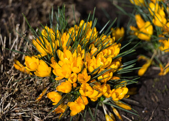 A wonderful spring flower crocus, a brightly colored early decoration of parks and meadows. Amazing crocus flowers.