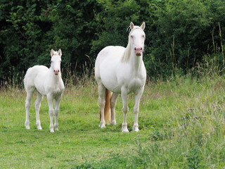 Plakat Mare and Foal