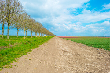 Trees along the edge of an agricultural field in in bright blue cloudy sunlight in spring, Almere, Flevoland, The Netherlands, April 19, 2021