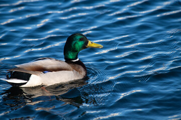 Nice young duck swiming on lake water in wild nature 