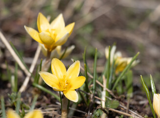 Fototapeta premium yellow crocus flower