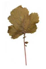 Green grass isolated on a white background