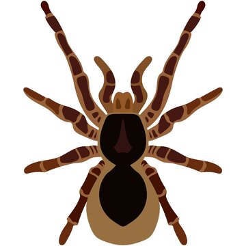 Vector spider theraphosa blondi illustration isolated on white
