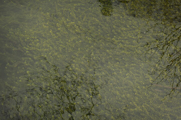 Wasserpflanzen in Gelbgrün in Fischteich als Hintergrund mit Pflanzenstruktur