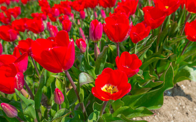 Colorful tulips in an agricultural field in sunlight below a blue cloudy sky in spring, Almere, Flevoland, The Netherlands, April 19, 2021