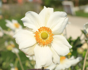 Fototapete bei efototapeten.de bestellen   