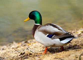 Male mallard (Anas platyrhynchos) on coast of pond