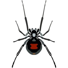 Vector spider latrodectus mactans danger insect illustration