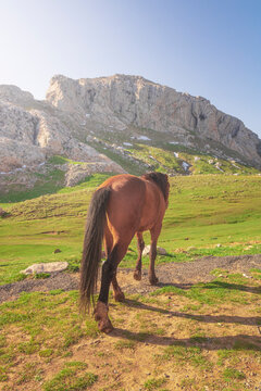 beautiful horses with Landscape view of national park Tikjda in Bouira Algeria