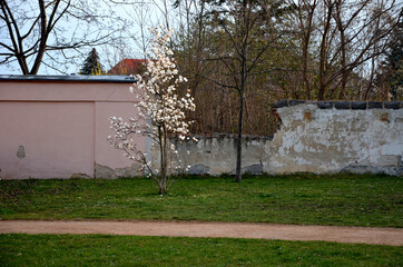 The flowers are very fragrant, in the shape of broad tulips, pinkish to faint purple on the...