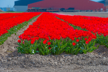 Colorful tulips in an agricultural field in sunlight below a blue cloudy sky in spring, Almere, Flevoland, The Netherlands, April 19, 2021