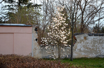 The flowers are very fragrant, in the shape of broad tulips, pinkish to faint purple on the...