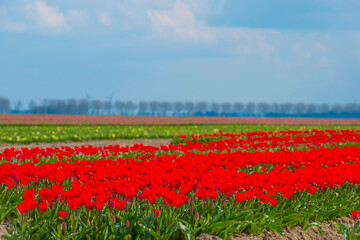 Colorful tulips in an agricultural field in sunlight below a blue cloudy sky in spring, Almere, Flevoland, The Netherlands, April 19, 2021