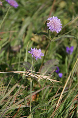 wild flowers in auvergne (france)