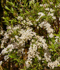 A wonderful white meadowsweet in full bloom. Baden Wuerttemberg, Germany, Europe
