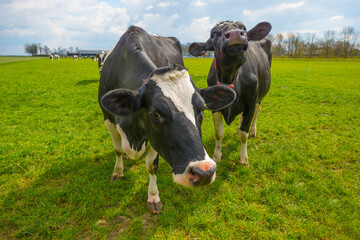 Herd of cows in a green grassy pasture below a blue cloudy sky in sunlight in spring, Almere, Flevoland, The Netherlands, April 19, 2021