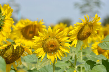 Fototapeta premium field of sunflowers