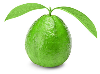 guava with green leaves isolated on white background. clipping path