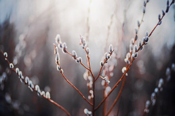 Beautiful fluffy willow buds on the thin branches of bushes bloom in the early sunny light spring. Palm Sunday.