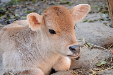the small cow calf animal siting land and enjoy nature out door.