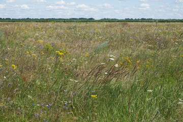 Picturesque Ukrainian steppe on a sunny summer day. Diverse steppe vegetation.